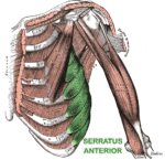 A drawing of the deep chest wall with the serratus anterior highlighted