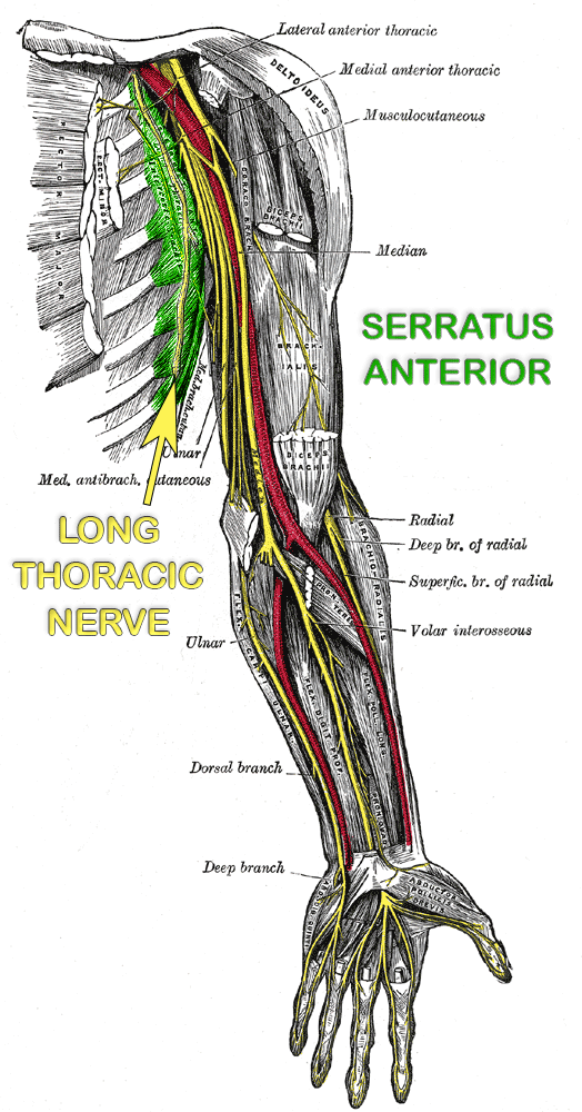 nerves-upper-extremity-serratus-and-long-thoracic