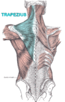 A drawing of the posterior thorax with the trapezius highlighted