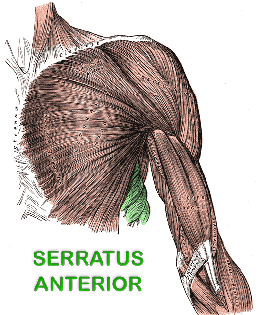 superficial-chest-wall-serratus