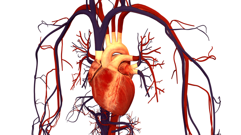 Human_Heart_and_Circulatory_System_small.png