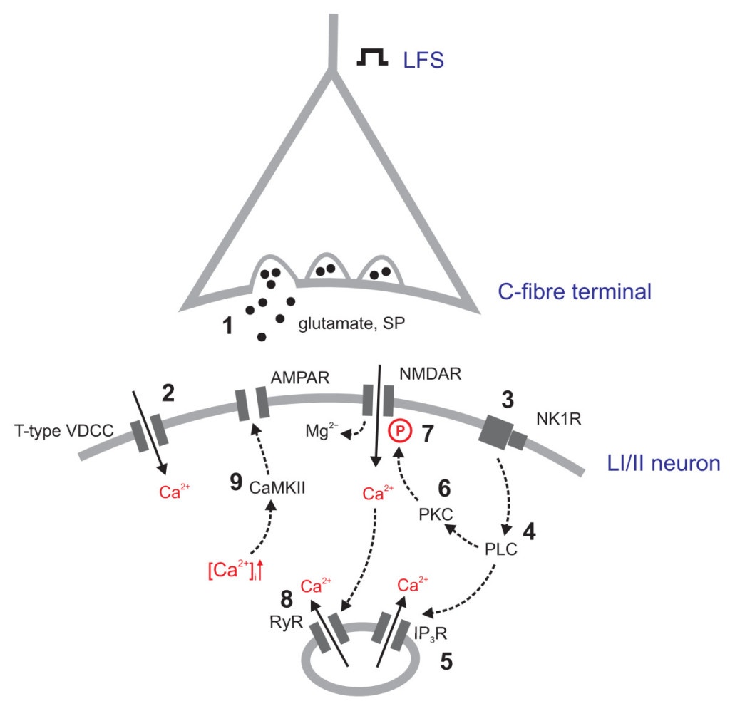 Long-term potentiation