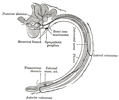 Gray's Anatomy image 819 - Diagram of the course and branches of a typical intercostal nerve