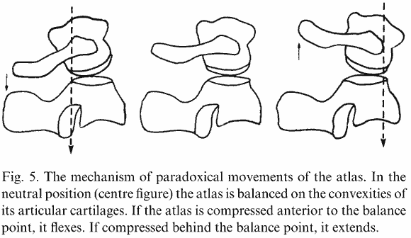 From Bogduk and Mercer (2000). When the occiput rolls forward (flexes), it slides posteriorly. The dotted line on the left is the occiput's weight due to gravity. The scenario on the right corresponds to the opposite, i.e. OA extension.