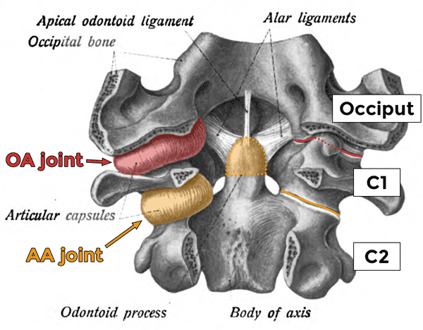 The two occipitoatlantial (OA) and three atlantoaxial (AA) joints