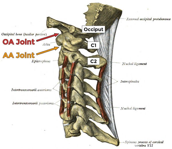 Left side view of the cervical spine