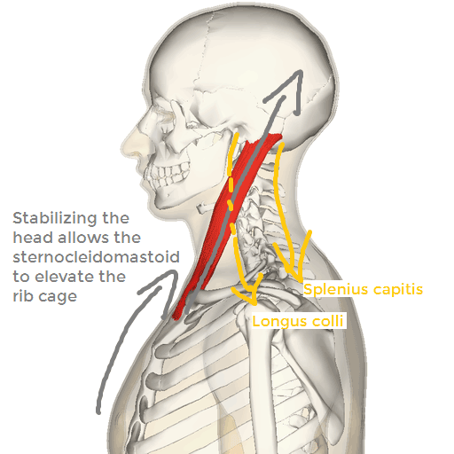 The sternocleidomastoid is also an accessory muscle of respiration