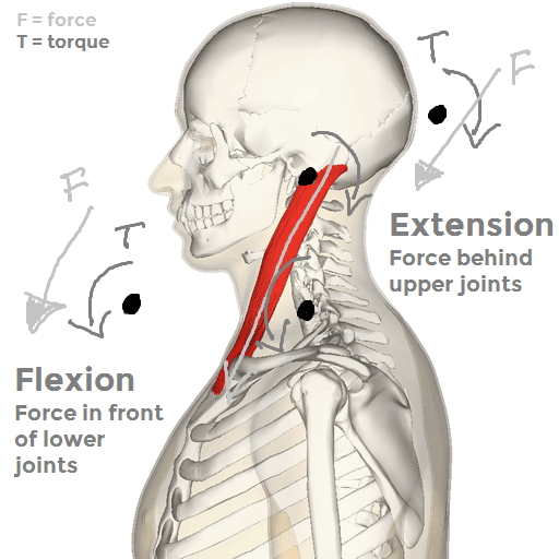 Sagittal plane torques of the sternocleidomastoid. This muscle produces extension of the upper cervical spine and flexion of the lower cervical spine.