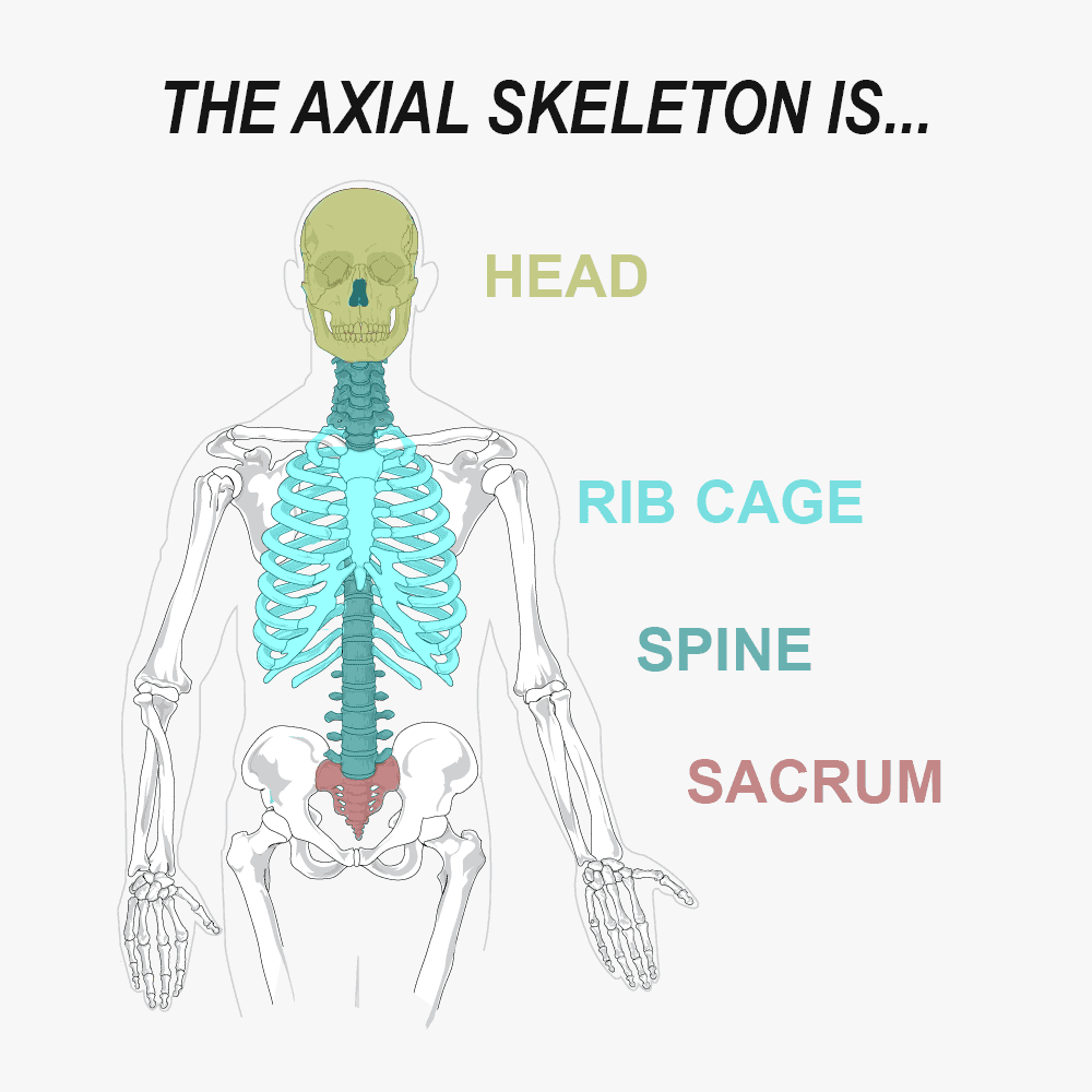 The Axial Skeleton is the head, spine, sacrum, and rib cage