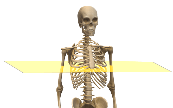 Transverse cross section through the rib cage of a skeleton