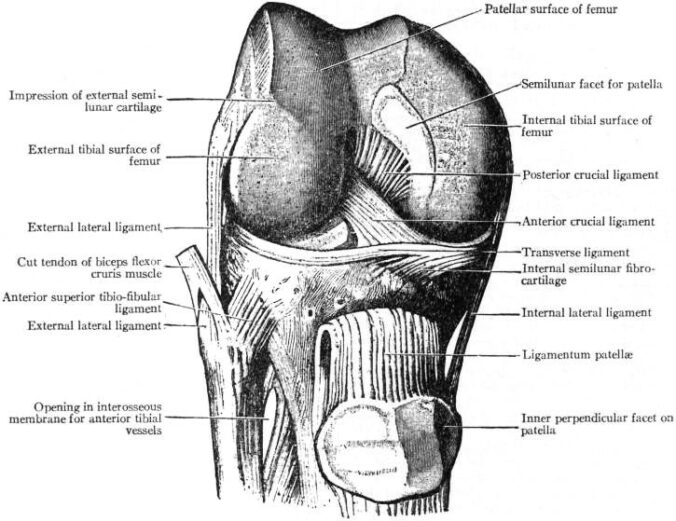Dissection of the knee joint, viewed from the front; muscles absent; quadriceps tendon cut and reflected down