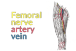 Drawing of the anterior thigh. The sartorius and rectus femoris are cut and removed, exposing the femoral nerve, artery, and vein