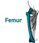 Drawing of the pelvic bone, femur, and deep adductor musculature. The femur is highlighted