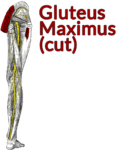Drawing of the posterior thigh with the gluteus maximus cut and highlighted