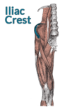 Drawing of the right lumbar spine down to the top of the tibia, muscles included. The iliac crest is highlighted