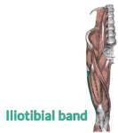 Drawing of the right lumbar spine down to the top of the tibia. The iliotibial band is highlighted.
