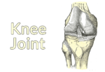 Drawing of the flexed knee joint. The patella is absent.
