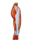 A drawing of a lateral view of the human thigh