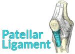 Drawing of the knee with the patellar ligament highlighted