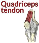 Drawing of the knee with the quadriceps tendon highlighted