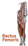Drawing of the lumbar spine down to the top of the tibia with the rectus femoris highlighted