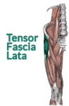 Drawing of the lumbar spine down to the top of the tibia with the tensor fascia lata (TFL) highlighted