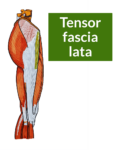 The tensor fascia lata highlighted in a drawing of a lateral view of the thigh. The tensor fascia lata inserts on the iliotibial band.
