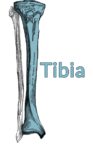 Drawing of the tibia and fibular with the tibia highlighted
