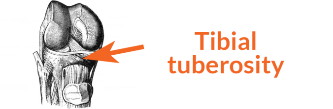 An anterior view of the flexed knee with an arrow pointing to the tibial tuberosity on the anterior and superior surface of the tibia, just inferior to the tibial plateau and intercondylar eminence