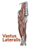 Drawing of the lumbar spine down to the top of the tibia with the vastus lateralis highlighted